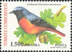 Birds - Phoenicurus phoenicurus