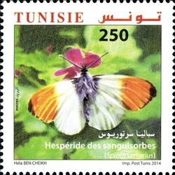 Butterflies of Tunisia - Spialia sertorius