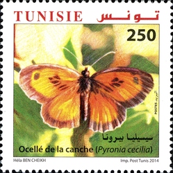 Butterflies of Tunisia - Pyronia cecilia