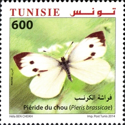 Butterflies of Tunisia - Cabbage butterfly