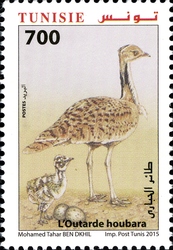The Houbara Bustard