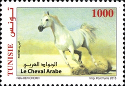 Arabian Horse breeding