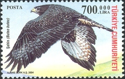 World Environment Day - Egyptian Vulture