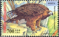 World Environment Day - Golden eagle