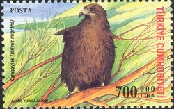 World Environment Day - Black Kite
