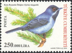 Birds - Sylvia rueppelli