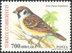 Birds - Passer domesticus