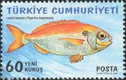 World Environment Day - Spotted Red Sea Bream