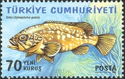 World Environment Day - Grouper