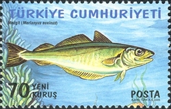 World Environment Day - Whiting