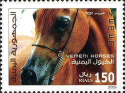 Yemen Horses
