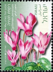Flowers - Cyclamen