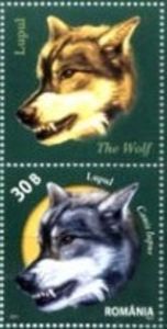 Wolf - Canis lupus
