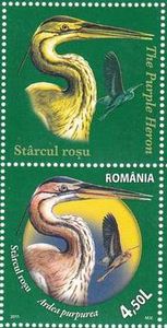 Purple Heron - Ardea purpurea