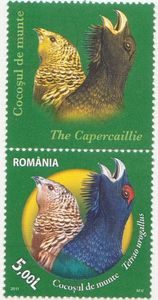 Capercaillie - Tetrao urogallus