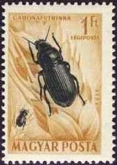 Corn Ground Beetle (Zabrus tenebrioides)