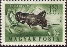 Field Cricket (Gryllus campestris)
