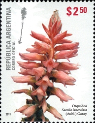 Argentina's Native Orchids - Sacoila lanceolata