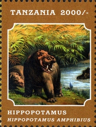 Fauna and Flora of Africa - Hippopotamus