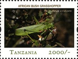 Fauna and Flora of Africa - African Bush Grasshopper