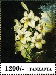 Fauna and Flora of Africa - Flowers