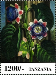 Fauna and Flora of Africa - Flowers
