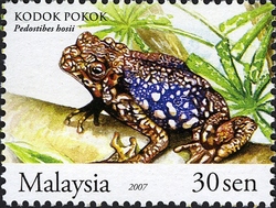 Frogs of Malaysia - Kodok Pokok