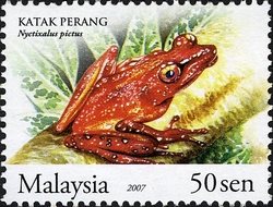 Frogs of Malaysia - Katak Perang
