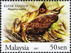 Frogs of Malaysia - Katak Tanduk