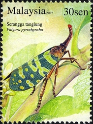 Insect Species Series III - Fulgora pyrorhyncha