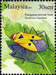 Insect Species Series III - Dysdercus cingulatus