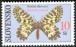 Butterflies - Southern Festoon