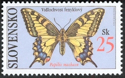 Butterflies - Old World Swallowtail