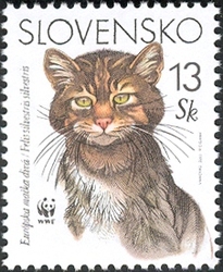 Nature Conservation - European Wildcat (Felis silvestris silvestris)