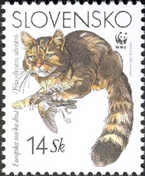 Nature Conservation - European Wildcat (Felis silvestris silvestris)