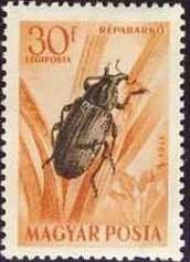 Sugar-beet Weevil (Bothynoderes punctiventris)