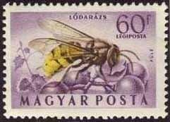 European Hornet (Vespa crabro)