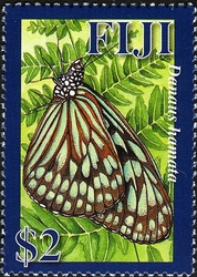 Fiji Butterflies - Danuas hamata