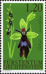 Orchids - Fly Orchid