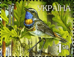 Bluebird (Luscinia svecica)