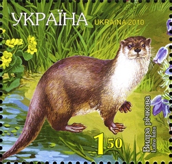 Otter (Lutra lutra)