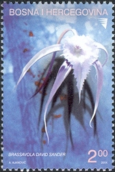 Flora  - Orchids - Brassavola David Sander
