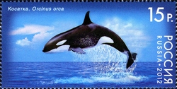 Fauna of Russia - Whales
