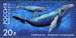 Fauna of Russia - Whales