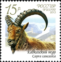 Fauna of Russia - Wild Goats and Rams