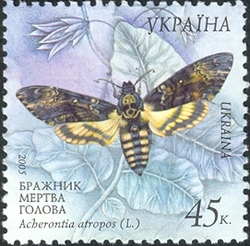 Butterflies - Death's Head Hawkmoth