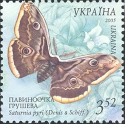 Butterflies - Great Peacock Moth