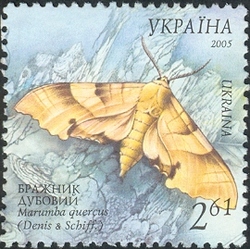Butterflies - Oak Hawk-moth