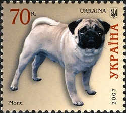 Dogs - Pug Dog