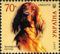 Dogs - Irish Setter